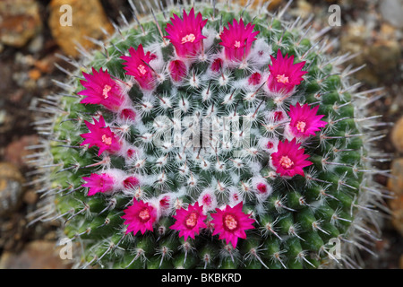 Cactus Mammillaria Haageana Blumen hautnah Mamilaria Stockfoto