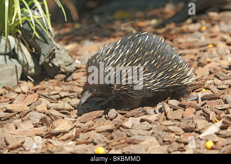 Kurzschnabeligel, stachelige Ameisenbär (Tachyglossus Aculeatus). Stockfoto