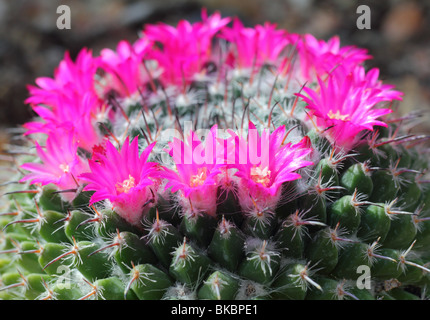 Cactus Mammillaria Haageana Blumen hautnah Mamilaria Stockfoto