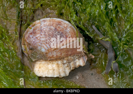 Amerikanische Pantoffel Limpet, gemeinsame Atlantic Slippersnail (Crepidula Fornicata) bei Ebbe. Stockfoto