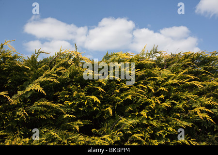 Der Spitze einer gestutzten Garten Hecke mit blauem Himmel und weißen Wolken darüber Stockfoto