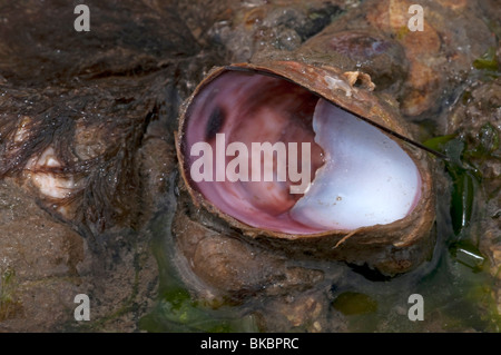 Amerikanische Pantoffel Limpet, gemeinsame Atlantic Slippersnail (Crepidula Fornicata). Stockfoto