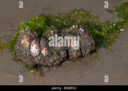 Amerikanische Pantoffel Limpet, gemeinsame Atlantic Slippersnail (Crepidula Fornicata). Stapel von lebenden Personen. Stockfoto