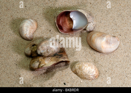 Amerikanische Pantoffel Limpet, gemeinsame Atlantic Slippersnail (Crepidula Fornicata), Muscheln am Strandsand. Stockfoto