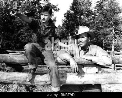 Mein Freund FLICKA (1943) RODDY McDOWALL, PRESTON FOSTER MFFK 008P L Stockfoto