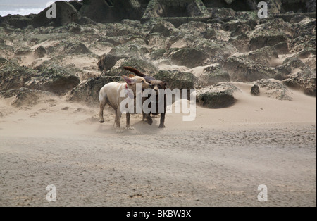 zwei Labradors spielen auf windigen Strand in New Brighton Stockfoto