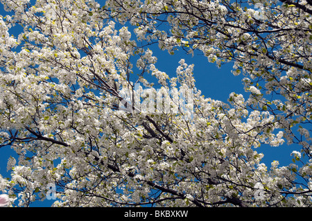Üppig weiße blühende Äste von Obstbäumen unter bewölktem Himmel im
