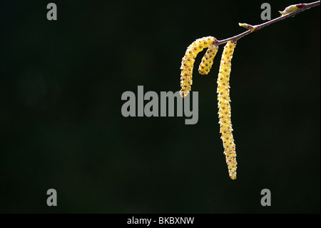 Betula utilis jacquemontii Jermyn. Himalaya Birke Palmkätzchen Stockfoto