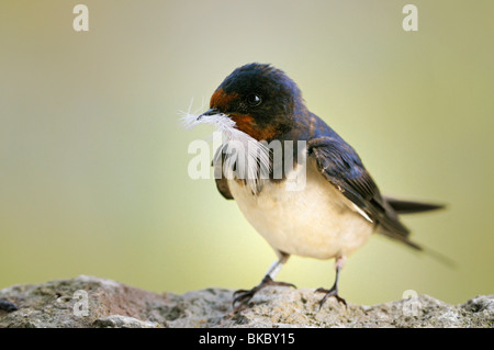 Rauchschwalbe (Hirundo Rustica). Erwachsenen mit einer kleinen Feder im Schnabel, für den Nestbau verwendet werden. Stockfoto