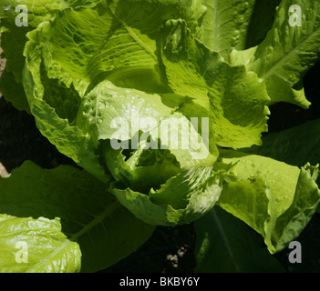 Salat-Felder in lebendiges Grün. Spanien, Mittelmeer Länder Stockfoto