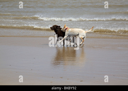 zwei Labradors spielen auf windigen Strand in New Brighton Stockfoto