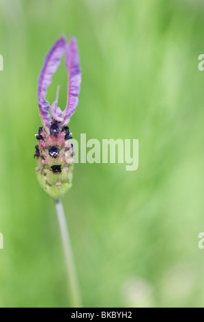 Lavandula Stoechas Pedunculata. Lavendel Blume Stockfoto