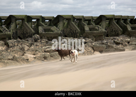 zwei Labradors spielen auf windigen Strand in New Brighton Stockfoto