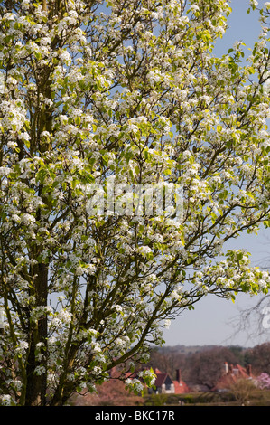 Pyrus Calleryana Chanticleer Baum Blüte an der RHS Wisley Gärten in England Stockfoto