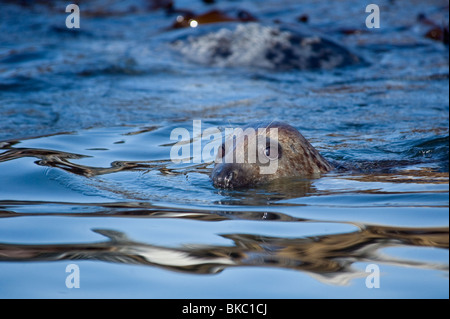 Kegelrobben, Schwimmen in der Nordsee, die Farne Islands, Northumberland abgenommen Stockfoto