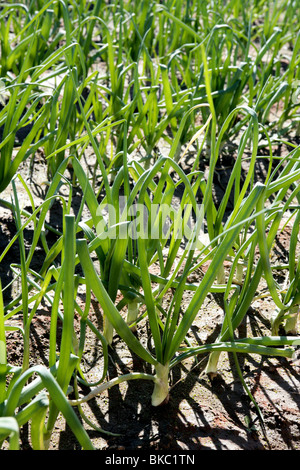 Landwirtschaft in Spanien, Zwiebel-Felder im sonnigen Tag Stockfoto