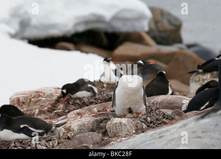 Antarktis Petermann Island Gentoo Penguin Ei Stockfoto