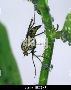 EmpId fliegen (Empis Tesselata) räuberischen fliegen mit Blattläusen Stockfoto