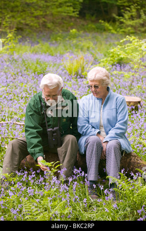 Ein Elederly paar in einem Bluebell Holz an den Ufern Coniston Water UK Stockfoto