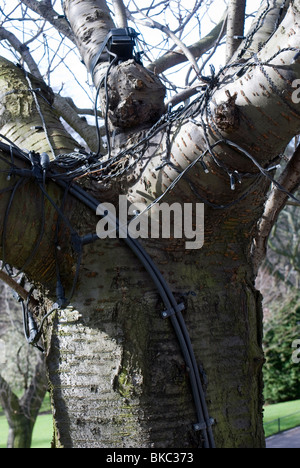 Teil einer Niedrigenergie-Beleuchtungsanlage auf einem Baum in den Princes Street Gardens in Edinburgh, Schottland. Stockfoto