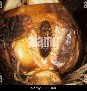 Große Narzisse fliegen (Merodon Equestris) Larve und Narcissus Birne Stockfoto