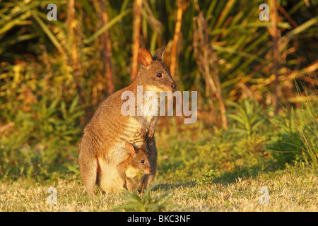 Red-necked Pademelon (Thylogale Thetis). Mutter mit Joey im Beutel. Stockfoto