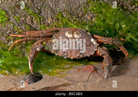 Grüne Ufer Krabbe, grüne Krabbe, North Atlantic Shore Krabbe (Carcinus Maenas) bei Ebbe. Stockfoto