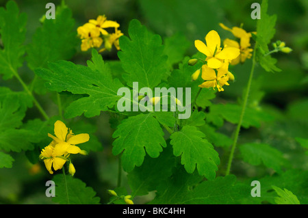 Schöllkraut (Chelidonium Majus), Blüten und Blätter. Stockfoto