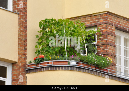 Runner bean (Phaseolus coccineus) auf einem Balkon Stockfoto