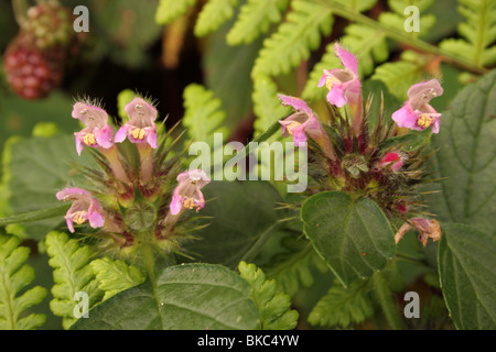 Hanf-Brennnessel (Galeopsis Tetrahit: Lamiaceae), UK. Stockfoto