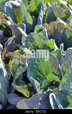 Spitzkohl (Brassica oleracea var. capitata f. acuta 'Red Flame') Stockfoto