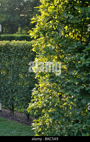 Gemeinsame Hainbuche (Carpinus betulus) Stockfoto