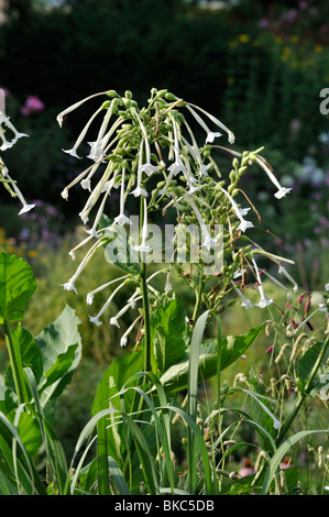 Blühende Tabak (Nicotiana sylvestris) Stockfoto