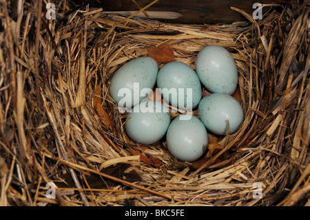 Star (Sturnus Vulgaris), Kupplung in einem Nistkasten. Stockfoto