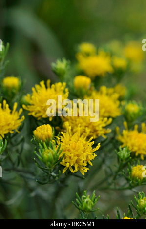 Goldlöckchen (Aster linosyris) Stockfoto