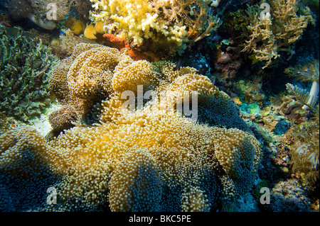 Korallenriff Unterwasser unter Wasser MALAPASCUA Inseln Unterwasser wilde Wildnis Korallenriff Weichkorallen Tauchen Taucher Tauchen n Stockfoto