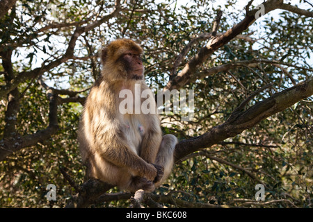 Berberaffe Affen auf dem Felsen von Gibraltar Stockfoto