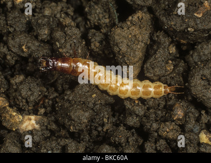 Ein Boden Käfer Larve (Laufkäfer) unbekannten Räuber von kleinen Insekten Stockfoto