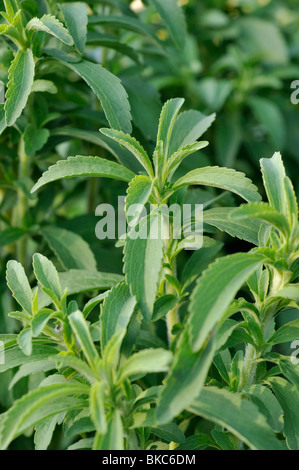 Sweet leaf von Paraguay (Stevia rebaudiana) Stockfoto