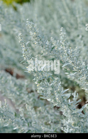 Grand Wermut (Artemisia Absinthium) Stockfoto