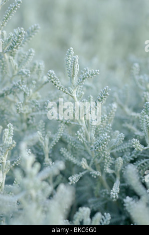 Lavendel Baumwolle (Santolina chamaecyparissus) Stockfoto