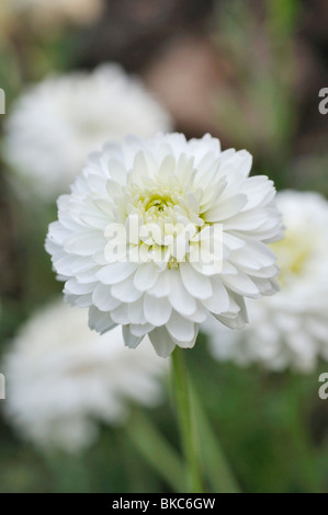 Römische Kamille (Chamaemelum nobile 'Plena' syn. Anthemis Nobilis) Stockfoto