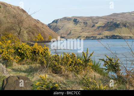 Ginster Busch im Frühling in Portree auf der Isle Of Skye, Schottland Stockfoto