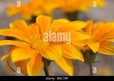 Schatz Blume (gazania Rigens) Stockfoto