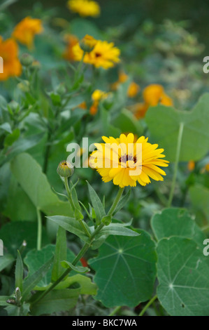 Topf Ringelblume (Calendula officinalis) Stockfoto