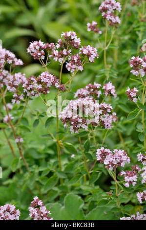 Griechischer Oregano (Origanum vulgare) Stockfoto