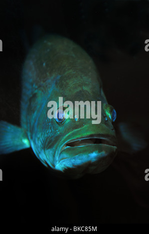 Largemouth bass, Micropterus salmoides, Captive Stockfoto