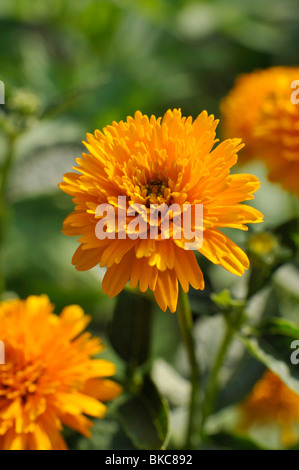 Falsche Sonnenblume (Heliopsis Helianthoides var Scabra "Asahi") Stockfoto