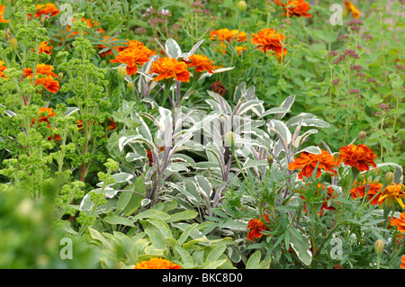 Gemeinsame Salbei (Salvia officinalis 'Tricolor') und Tagetes (Tagetes) Stockfoto