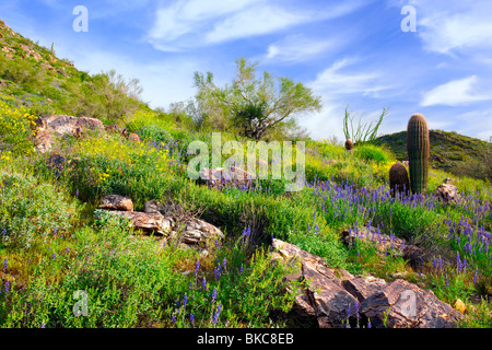 Frühling blüht in der Sonoran Wüste von Arizona weißen Tank Berge Regional Park. Stockfoto